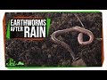 Why Do Earthworms Come Out After It Rains?