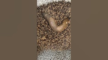 Slug riding on back of a hedgehog 🙃
