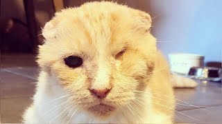 Woman responds to husband bringing home neglected oneeyed cat