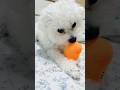 당근 먹방중🥕 #강아지 #반려견 #비숑 #댕댕이 #먹방 #pets #cutedog #funnyshorts #웃긴영상 #dog