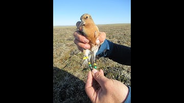 What are the odds? Same individual bird found by same researcher three times, 8,500 kilometres apart