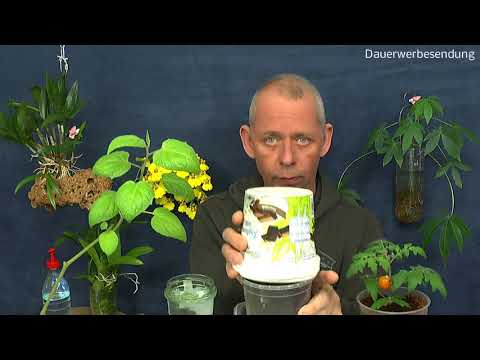 Video: Torenia (44 Fotos): Blumen Aus Samen Und Stecklingen Zu Hause Wachsen Lassen. Beschreibung Der Pflanzung Und Pflege Im Freiland