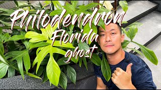 Philodendron Florida Ghost care and propagation