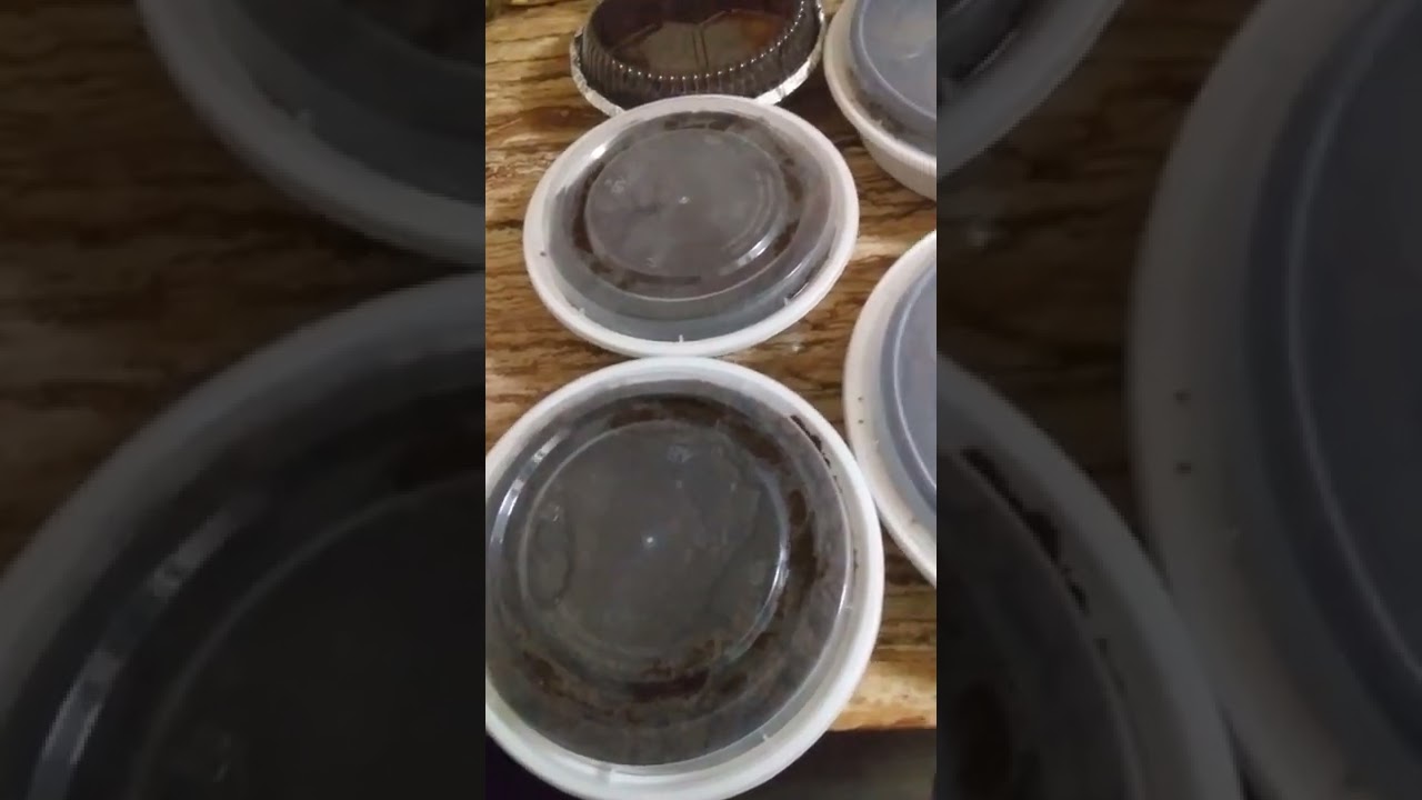 Rum cake fruit cake in Brooklyn New York email marvabromfield17@gmail.com