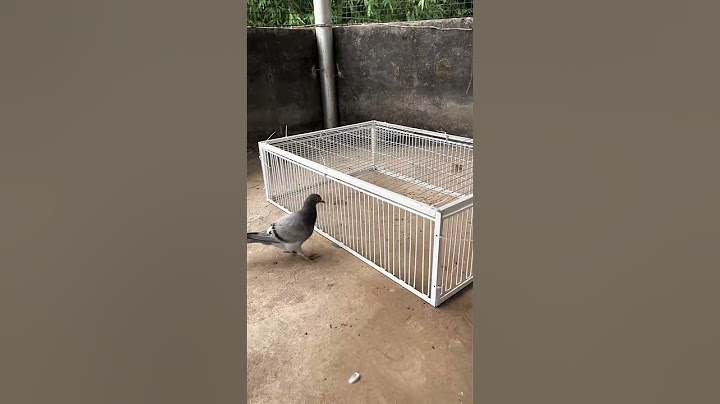 Birds best trap ever😢
