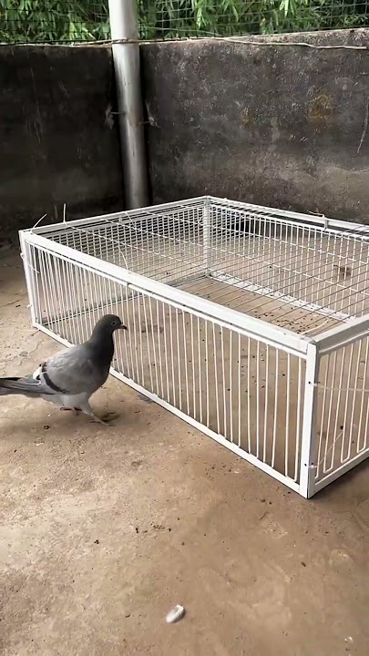 Birds best trap ever😢