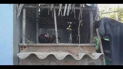 tiếng gà rừng rặc gáy cà lăm