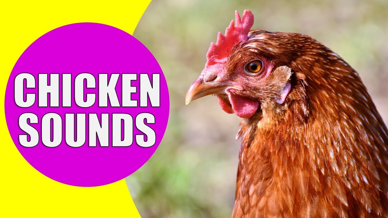 CHICKEN SOUNDS for Kids - Learn Clucking Sound Effects of Chickens and ...