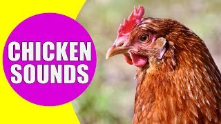 CHICKEN SOUNDS for Kids  Learn Clucking Sound Effects of Chickens and Hens