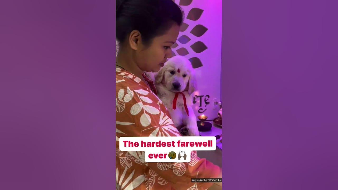so-sad-dog-status-miss-u-youtube-shors-video-dogshorts-youtube