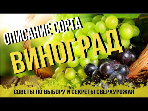 Виноград!  Какой сорт самый вкусный? Советы, описание, фото, отзыв от Агромаркет