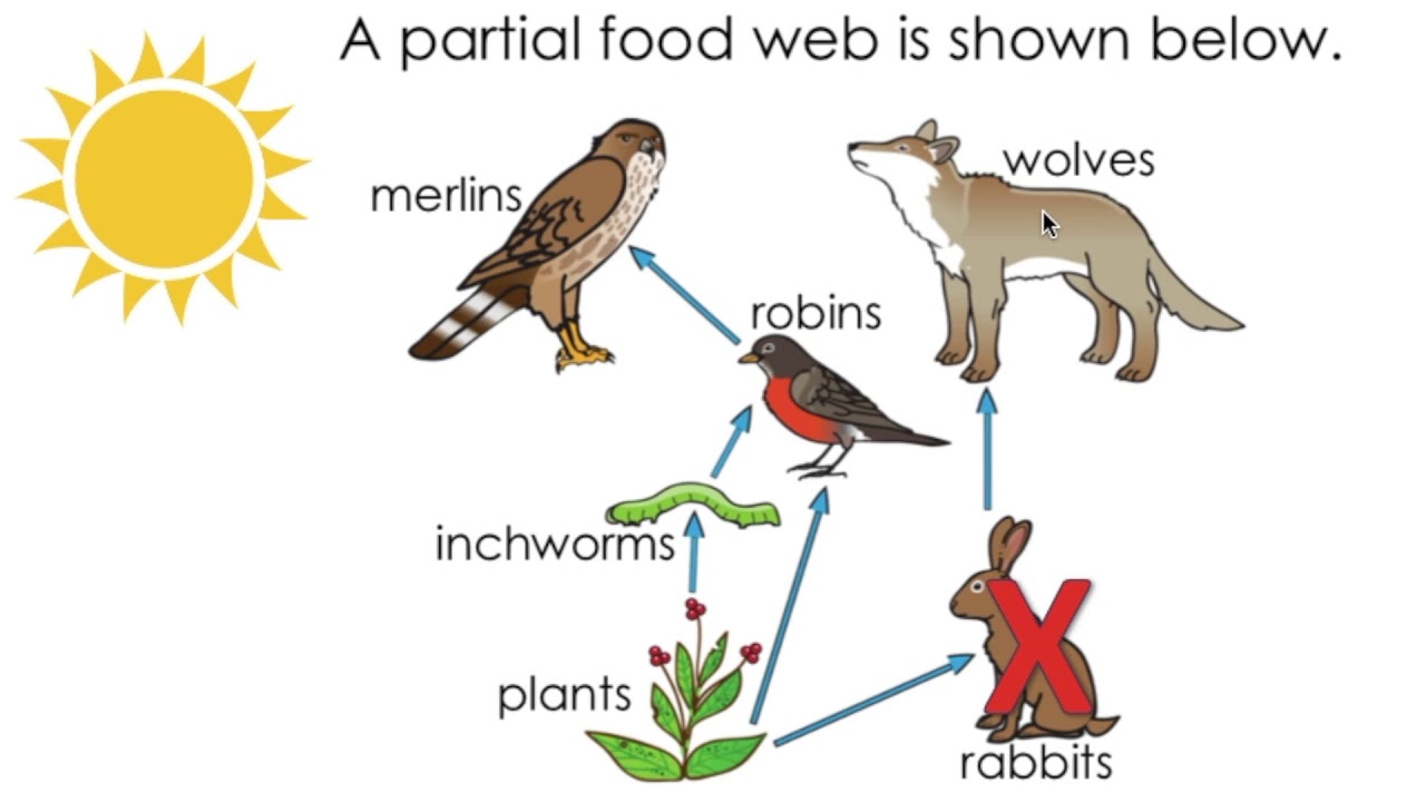 Predict How Changes In An Ecosystem Affect Food Webs