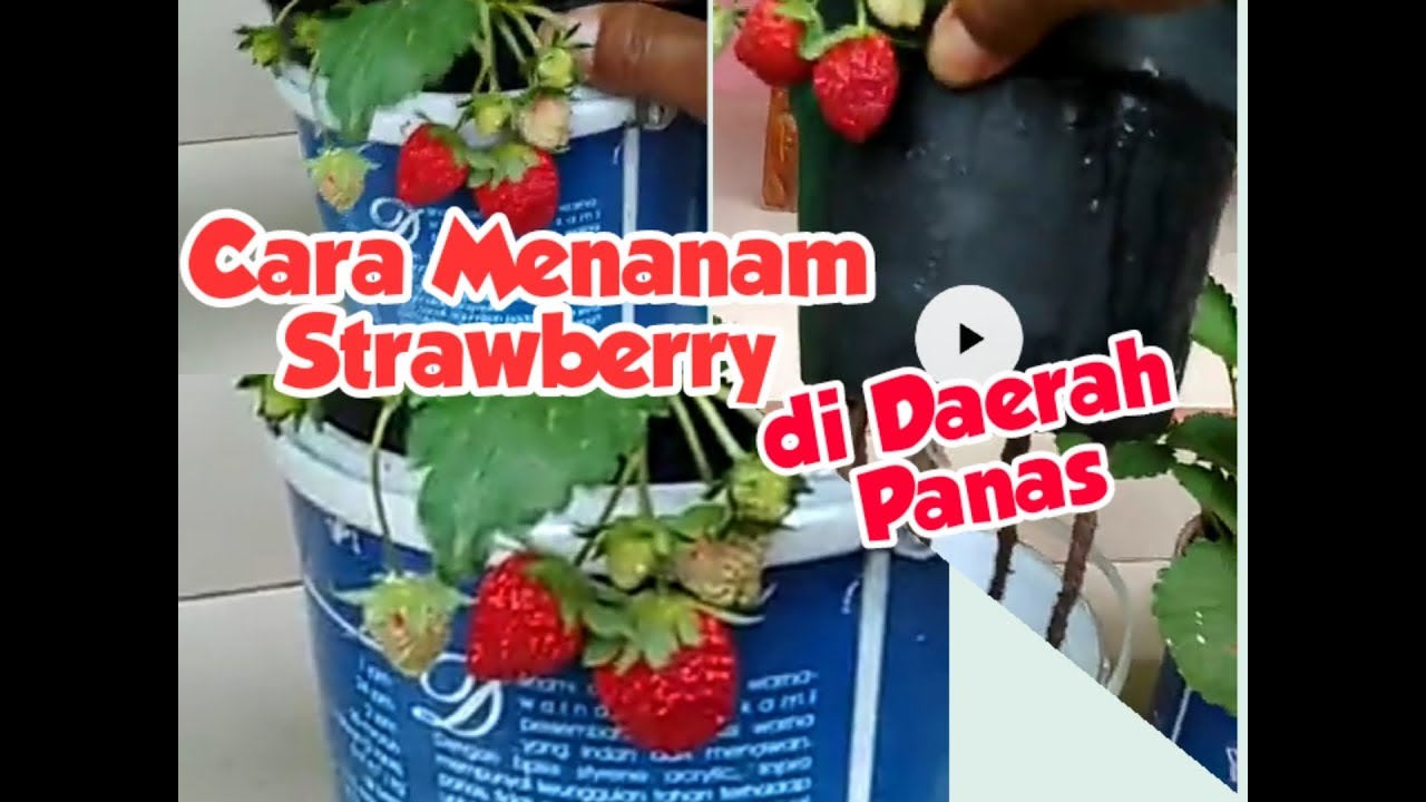 Rahasia Menanam Strawberry di Daerah Panas(2) 085.227.478.555 