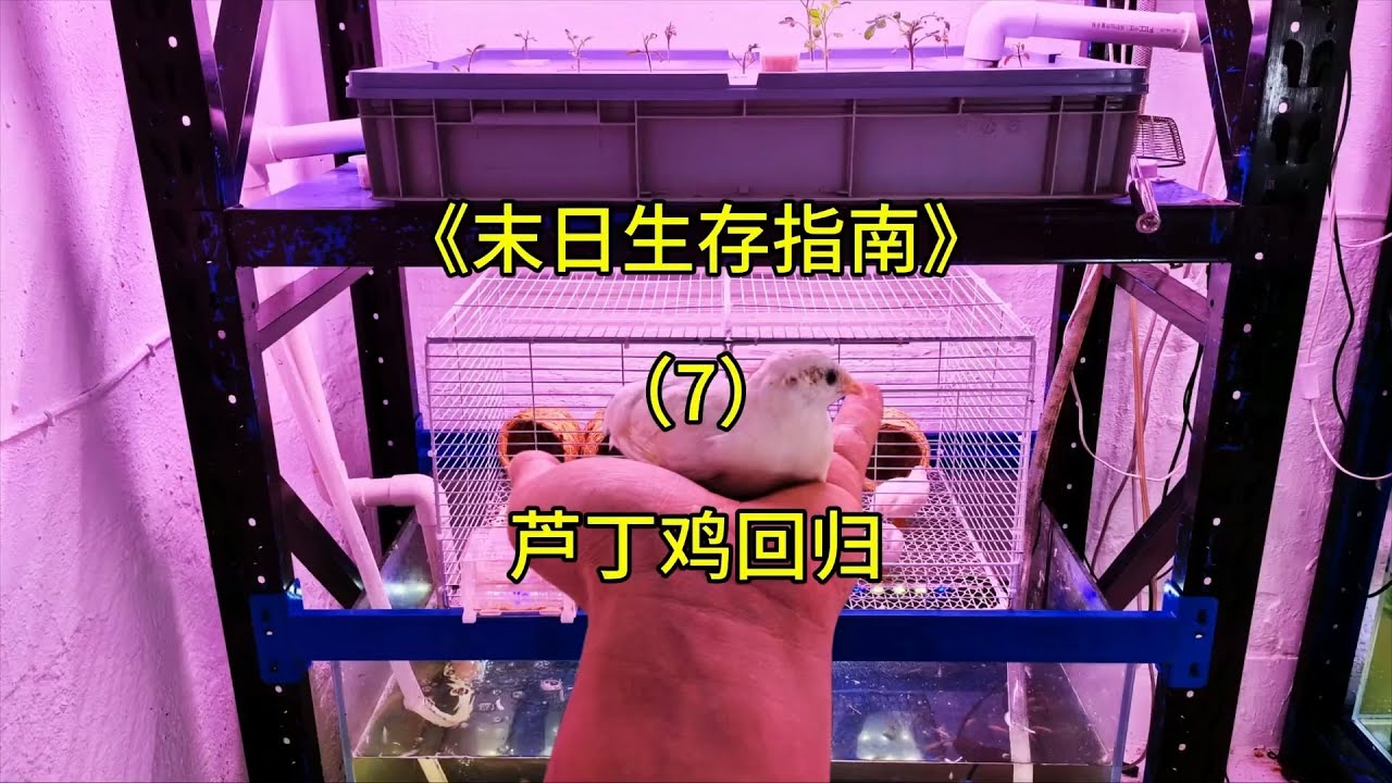 芦丁鸡的回归标志着室内农场的最佳不漏水形态完成！【刘惟与】 #室内农场 #末日生存 #生态循环 #沙雕日常