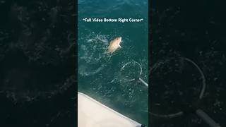 Snapper-Grouper-and More! New Video Linked (Fishing Florida)