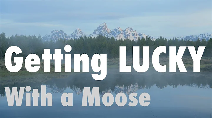 Getting Lucky With A Moose | Photography in Grand Teton National Park