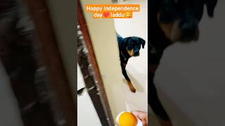 Happy Independence🇮🇳🇮🇳 Day ❤️❤️✨ laddu😋😂 #shorts #dog #viral.