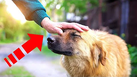 Почему ни в коем случае нельзя гладить собаку по голове???