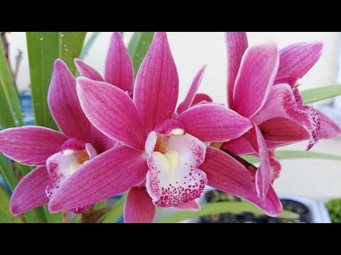 Vídeo: Com Triar Llums De Plantes? Quins Fitolamps Són Adequats Per A Flors D’interior? Les Subtileses De Triar Un Potent Llum Per A Orquídies I Altres Plantes. Valoració Dels Millors Mod