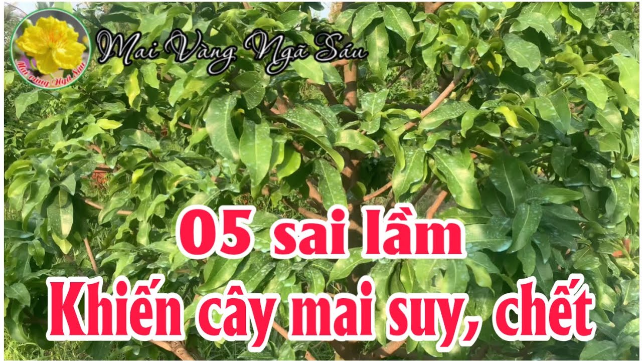 05 sai lầm nghiêm trọng khi bón phân khiến cây mai suy chết