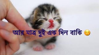 কি সুখবর এর জন্য অপেক্ষা করছেন #cat #dog #catlover