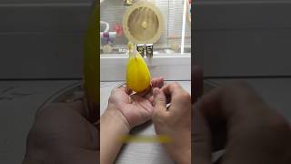 🔥💯 "Easy tutorial on how to do somersaults with a parrot #hand-raised #petcareprovider #birdlovers
