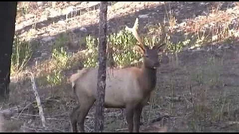 Idaho 2011 Elk.mp4