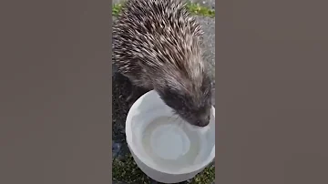 МУЖЧИНА СПАС ЕЖА, КОТОРЫЙ УМИРАЛ ОТ ЖАЖДЫ / Man Rescuing a Baby Hedgehog