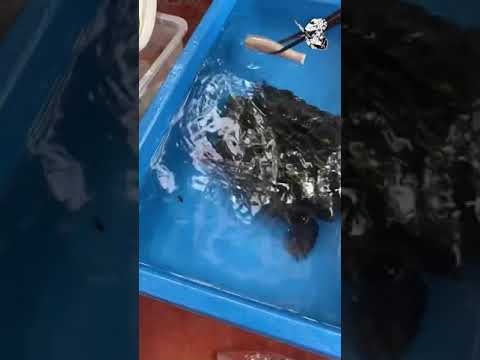 Video Rùa cá sấu ăn mồi chết #shorts - youtube