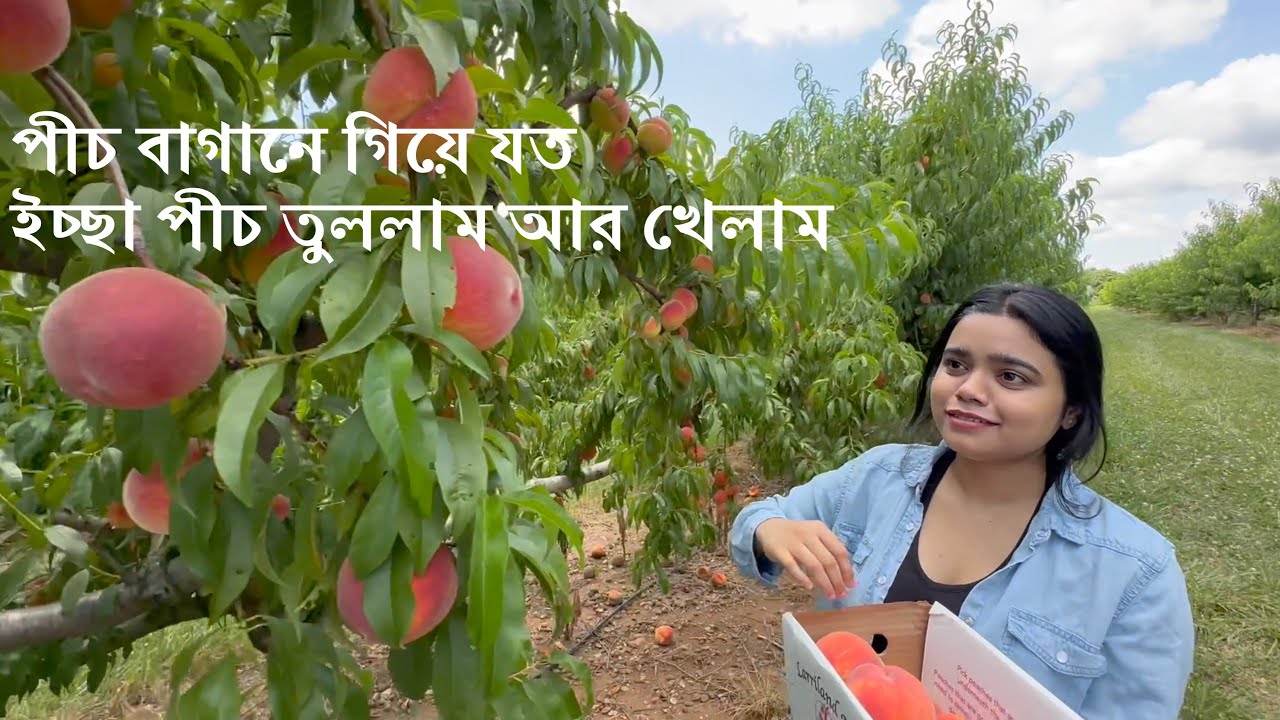 আজকে পিচ বাগানে গিয়ে যত ইচ্ছা পিচ তুললাম|| We went for peach🍑 picking #trending #love #vlog #youtube