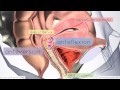 Introduction to Female Reproductive Anatomy Part 3 - 3D Anatomy Tutorial