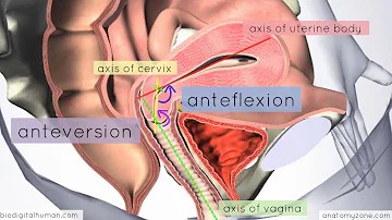 Introduction to Female Reproductive Anatomy Part 3 - 3D Anatomy Tutorial