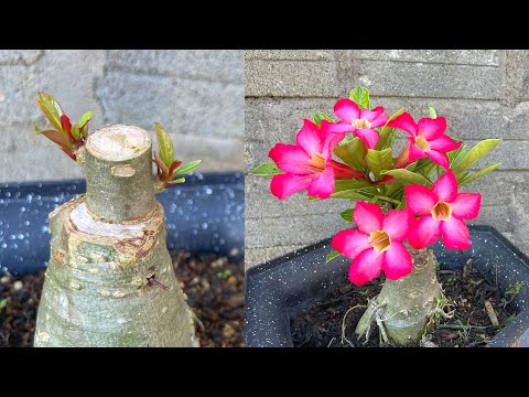 Бейне: Plumeria өсімдігінің шламы: плюмерияны кесуден өсіру бойынша кеңестер