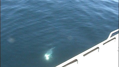 5kg Snapper - Soft Plastic (snaps rod)