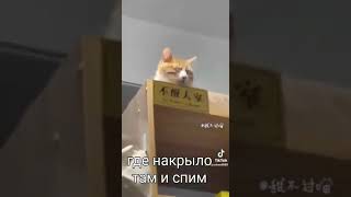 2 часть смешные коты серия // где есть там и спим //