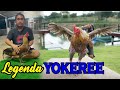 Legenda ayam mangon yokeree