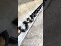 Genius Farming Hack: Upcycling Old Tires into Clever Chicken Nesting Boxes