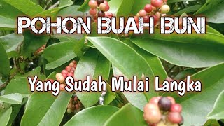Pohon Buah Buni Yang Bermanfaat Namun Mulai Langka