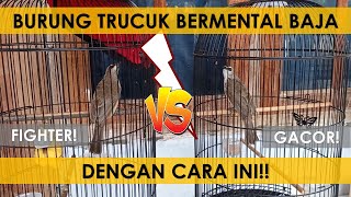 2 cara meningkatkan mental burung trucukan supaya fighter dan gacor