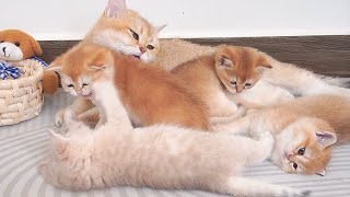 Kittens gather around the mother cat waiting to be cared for. So cute!