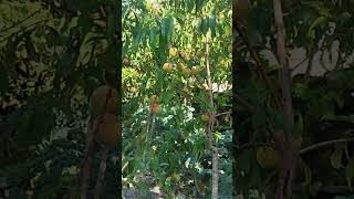 Pavías en el huerto ecológico de Casa Vieira
