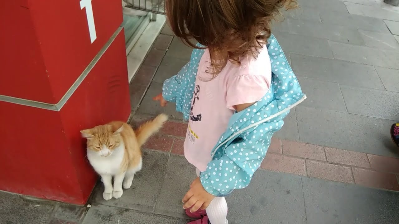 Lidya Kedi Sevmek İstedi Ama Kedi Ona Saldırdı Tırmaladı Lidya Çok