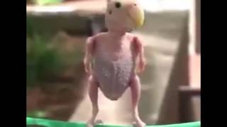 Download Seharga 5m Burung Ini Menjadi Trending | Kicau Mania Channel Video MP3 Seharga 5m Burung Ini Menjadi Trending | Kicau Mania Channel
