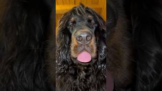 Warning: Gordon Setter Dog Face Revealed! #dog #shorts #fun