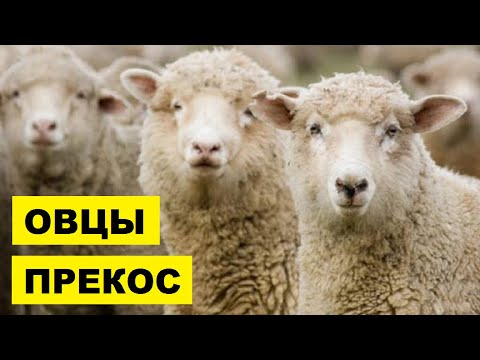 Внешний вид и особенности