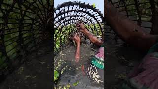 gaint snakehead murrel fishing 🔥