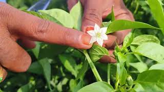 Taiyo Seeds 9043 Badigi Sigment   Farmers Best Choice Taiyo Seeds Pls Contact 9160072330