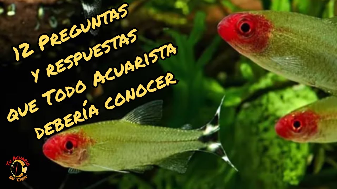 12 Preguntas y respuestas que Todo Acuarista debería conocer