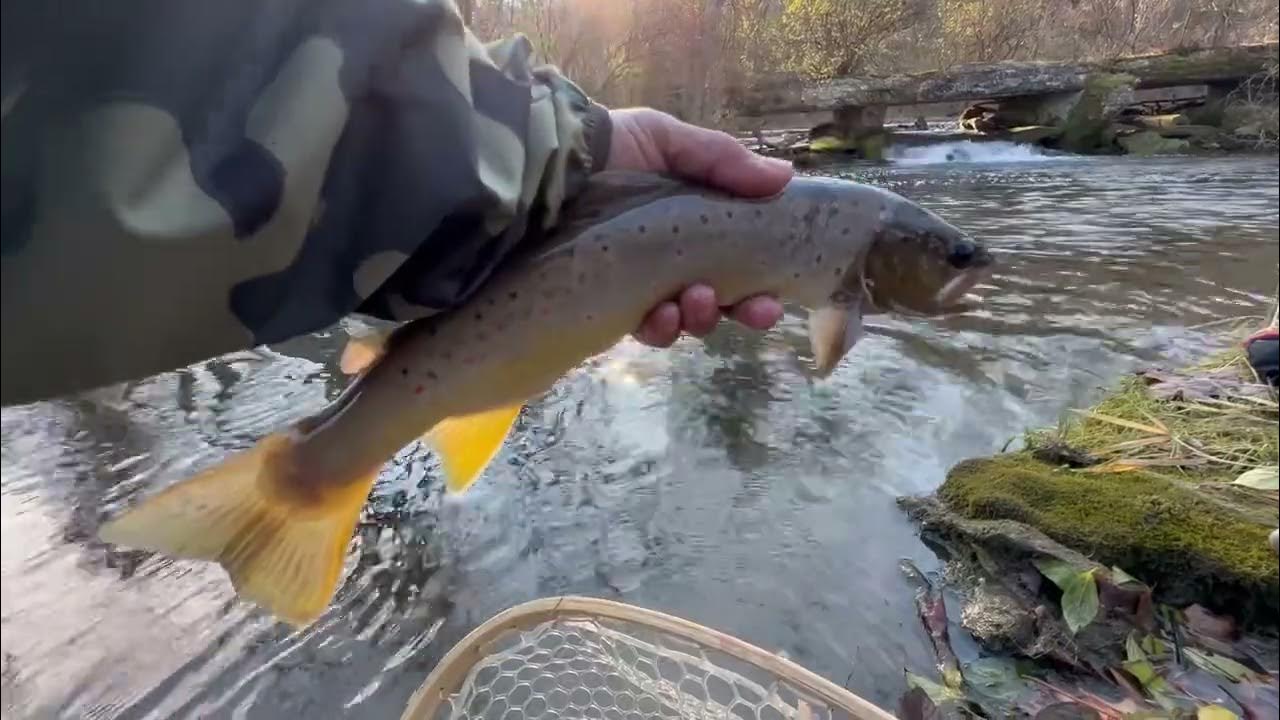 Fishing For Trout With Jerk Bait, Creek Fishing YouTube