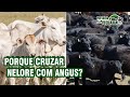 Porque cruzar Nelore com Angus?